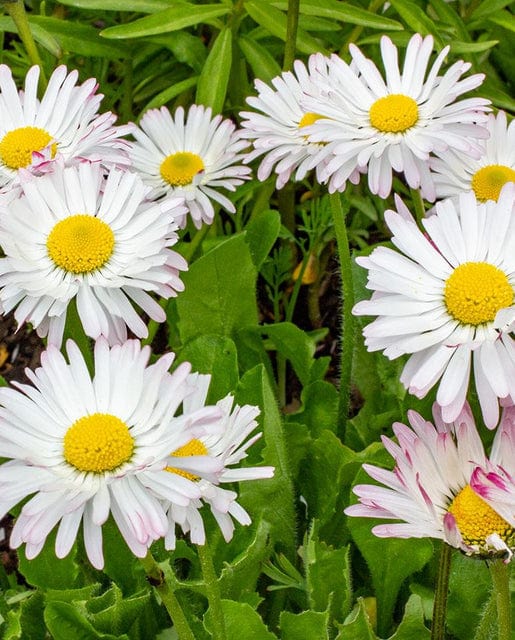 Bellis English Daisy - West Coast Seeds