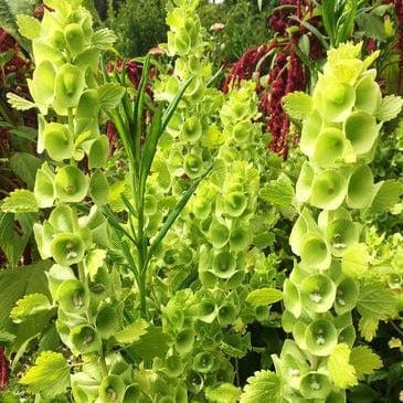 Bells of Ireland - Renee's Garden Seeds