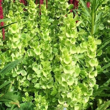 Bells of Ireland - Renee's Garden Seeds