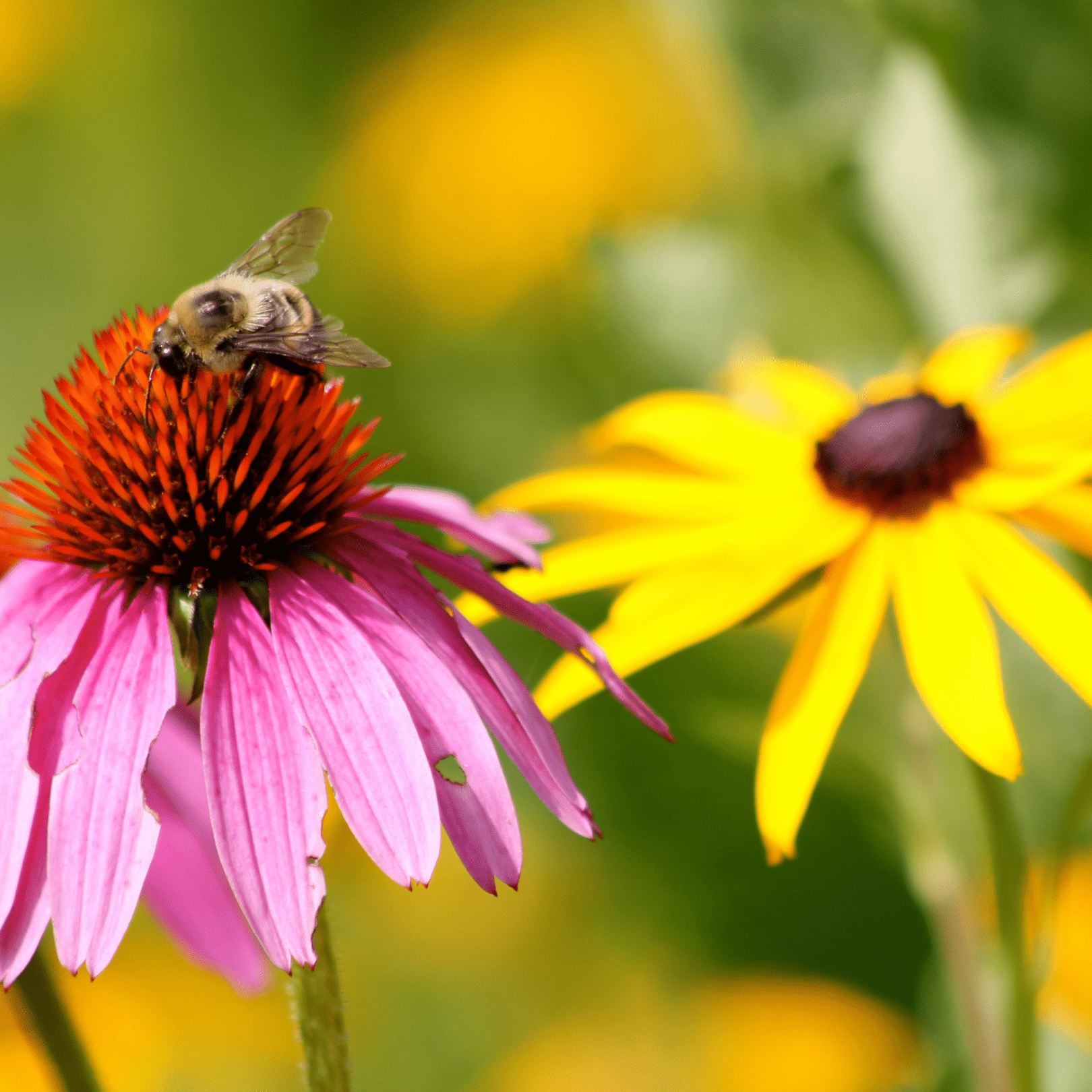 Beneficial Insect Mix - Ontario Seed Company