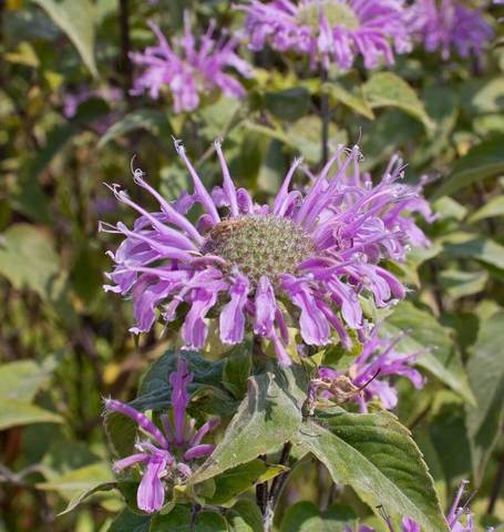 Bergamot Wild - West Coast Seeds