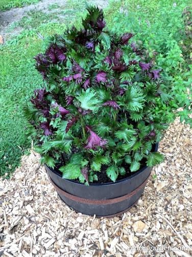 shiso Shiso Bicolor - Renee's Garden – Wildwood Outdoor Living