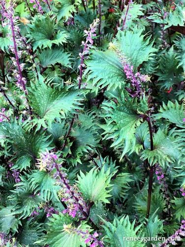 shiso Shiso Bicolor - Renee's Garden – Wildwood Outdoor Living
