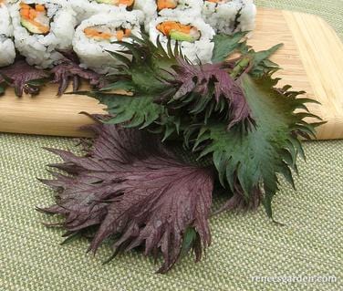 Bicolor Shiso Ornamental - Renee's Garden