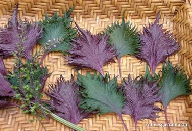 Bicolor Shiso Ornamental - Renee's Garden