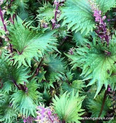 Shiso Bicolor - Renee's Garden – Wildwood Outdoor Living