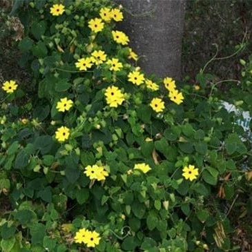 Black Eyed Susan Vine - Renee's Garden Seeds