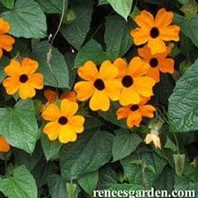 Black Eyed Susan Vine - Renee's Garden Seeds