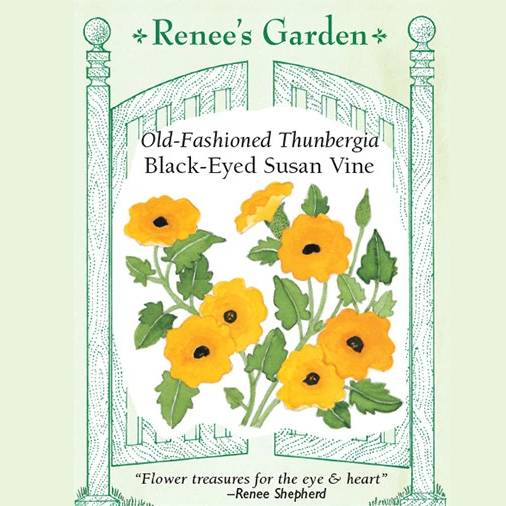 Black Eyed Susan Vine