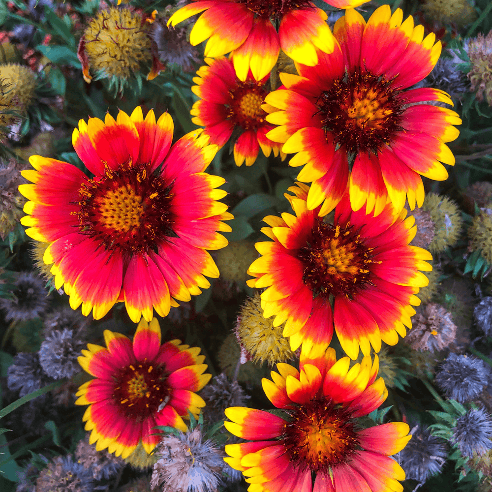 Blanket Flower Arista, Sow Easy - McKenzie Seeds