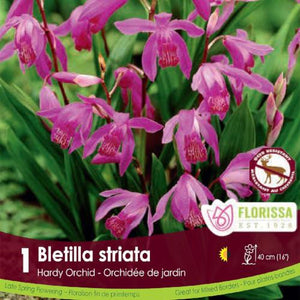 Bletilla Striata Pink Spring Bulb