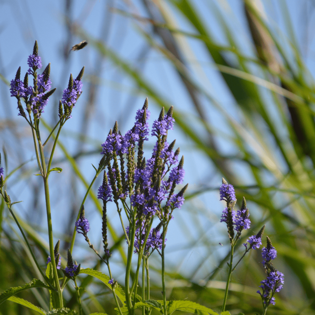 Blue Vervain - Salt Spring Seeds