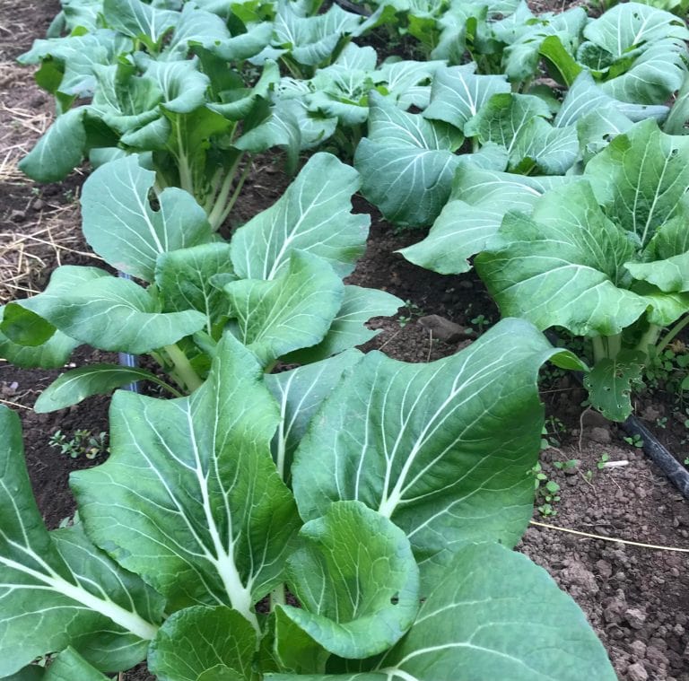 Bok Choi Shanghai Baby - Saanich Organics