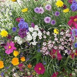 Bonus Pack Early Blooming Beekeeper's Mix - Renee's Garden Seeds