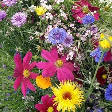 Bonus Pack Early Blooming Beekeeper's Mix - Renee's Garden Seeds