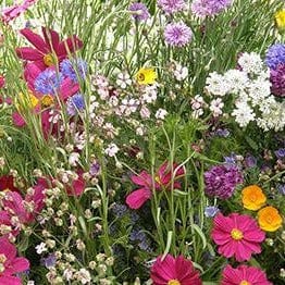 Bonus Pack Early Blooming Beekeeper's Mix - Renee's Garden Seeds