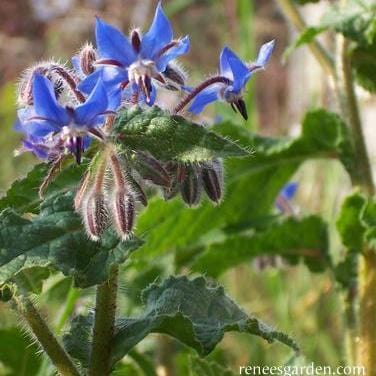 Borage Blue - Renee's Garden