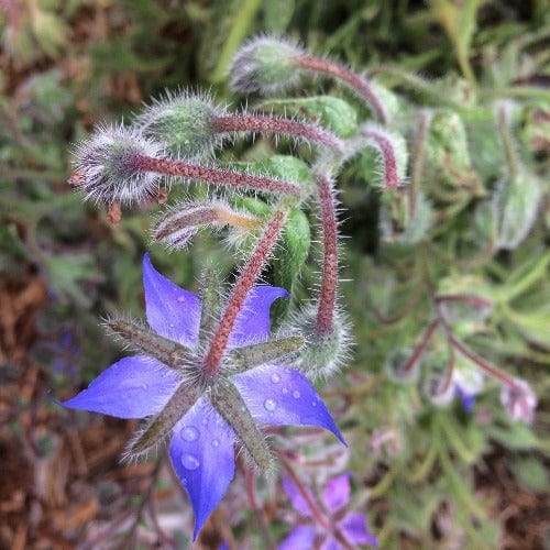 Borage - Good Earth Farms 