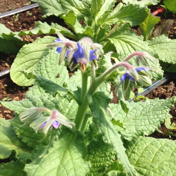 Borage - Saanich Organics Seeds