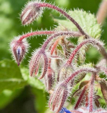 Borage - West Coast Seeds