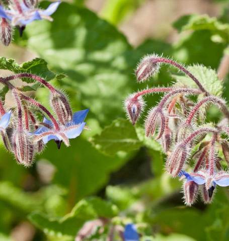 Borage - West Coast Seeds