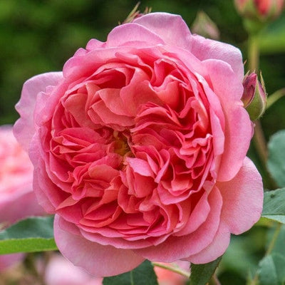 Boscobel - David Austin Rose Coral Pink Shrub