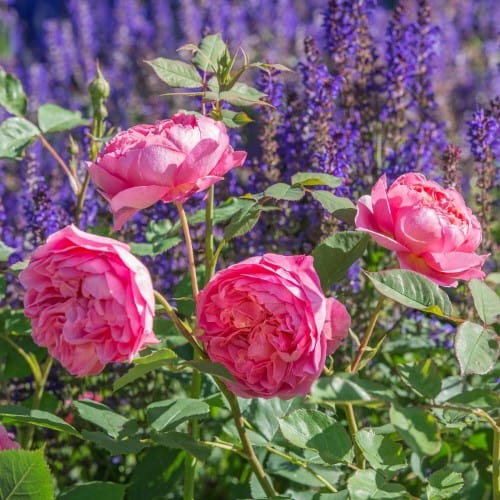 Boscobel - David Austin Rose Coral Pink Shrub