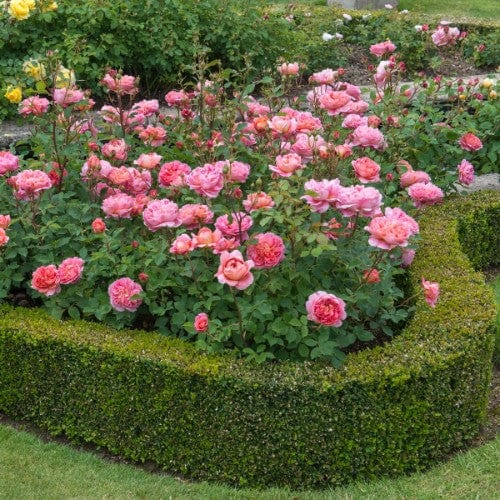 Boscobel - David Austin Rose Coral Pink Shrub