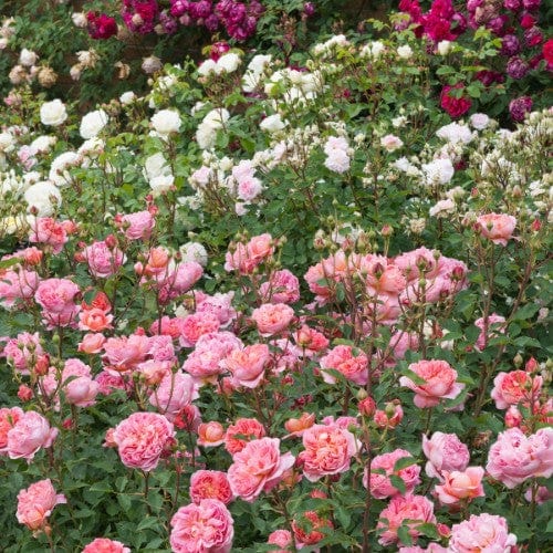 Boscobel - David Austin Rose Coral Pink Shrub