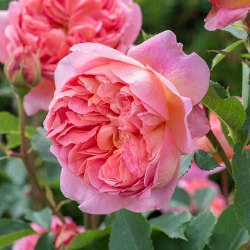 Boscobel - David Austin Rose Coral Pink Shrub