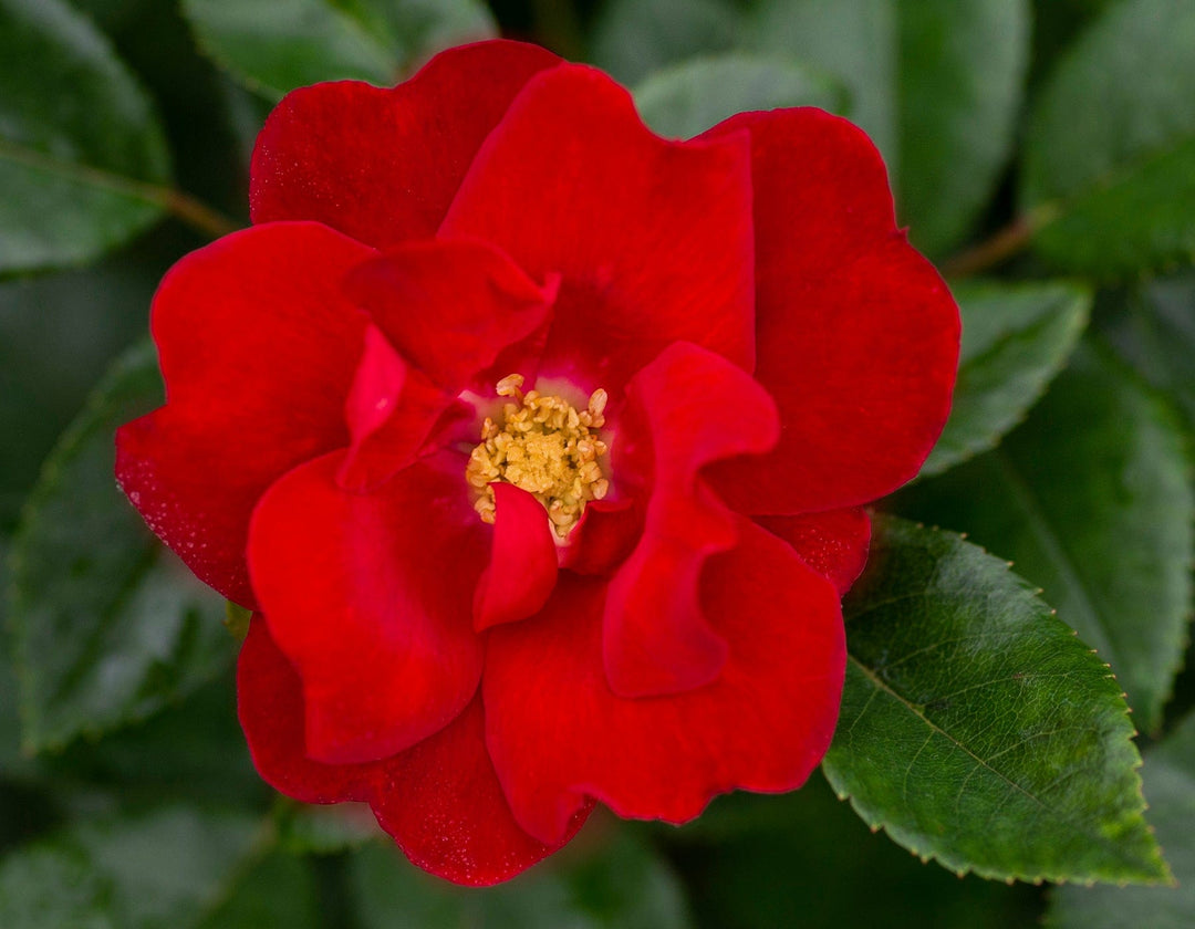 Brick House - Star Roses and Plants