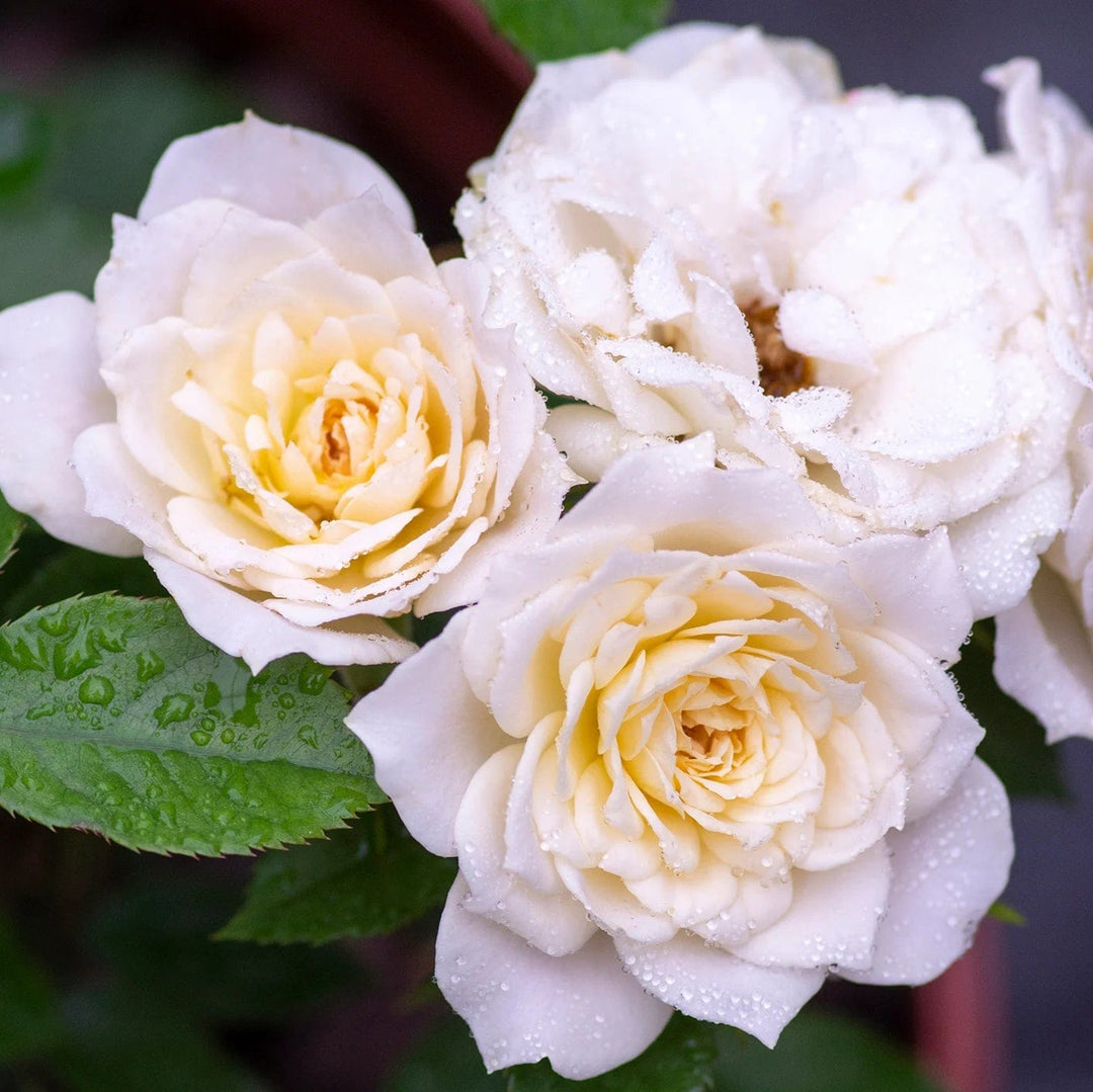 Star Shaped Roses Bridal Sunblaze - Star Roses and Plants – Wildwood Outdoor Living