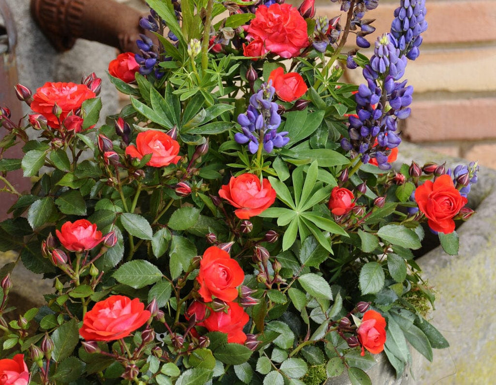 Brilliant Veranda - Star Roses and Plants