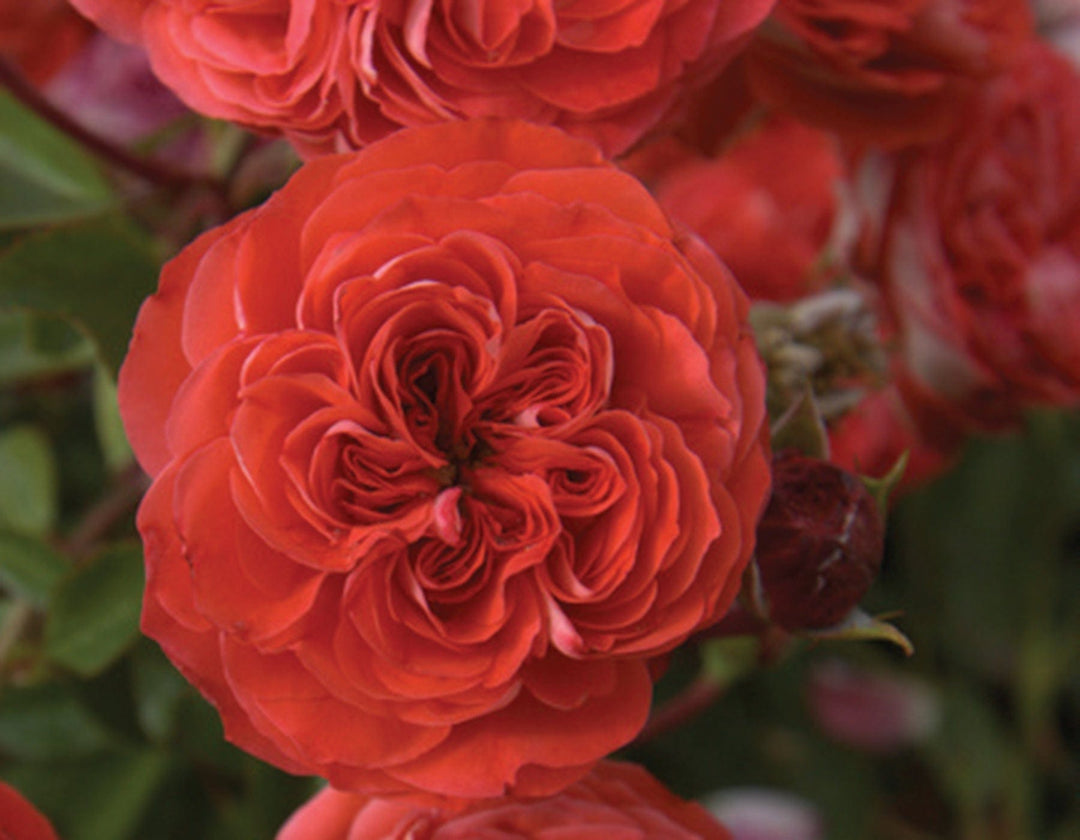 Brilliant Veranda - Star Roses and Plants