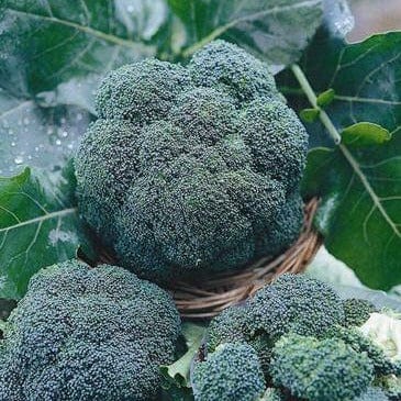 Broccoli All Season Blend