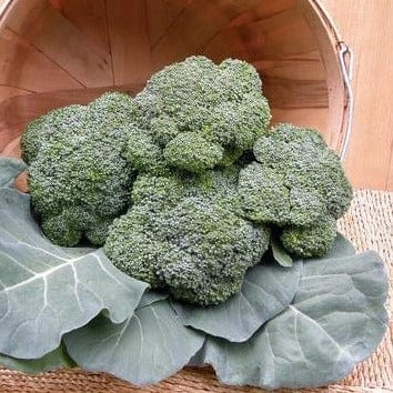 Broccoli All Season Blend