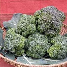 Broccoli All Season Blend