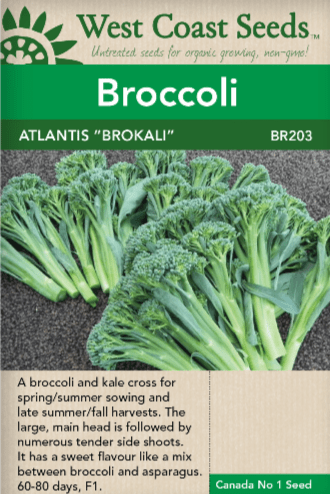 Broccoli Atlantis Brokali - West Coast Seeds