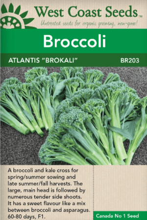 Broccoli Atlantis Brokali - West Coast Seeds