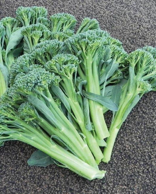 Broccoli Atlantis Brokali - West Coast Seeds