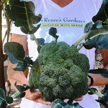 Broccoli Bravado - Renee's Garden Seeds