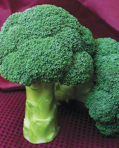 Broccoli Centennial - West Coast Seeds