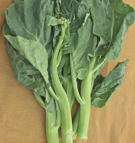 Broccoli Gai Lan Green Pearl - West Coast Seeds