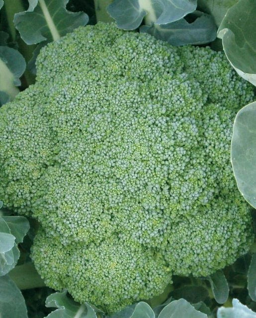 Broccoli Green Magic - West Coast Seeds