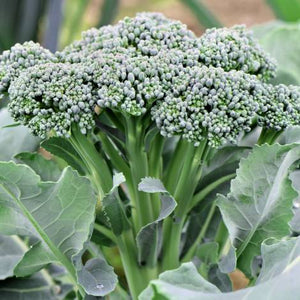 Broccoli Green Sprouting Aimers - OSC