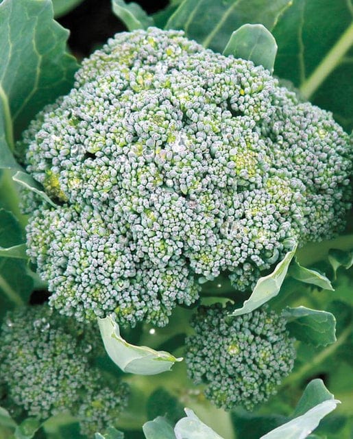 Broccoli Gypsy - West Coast Seeds