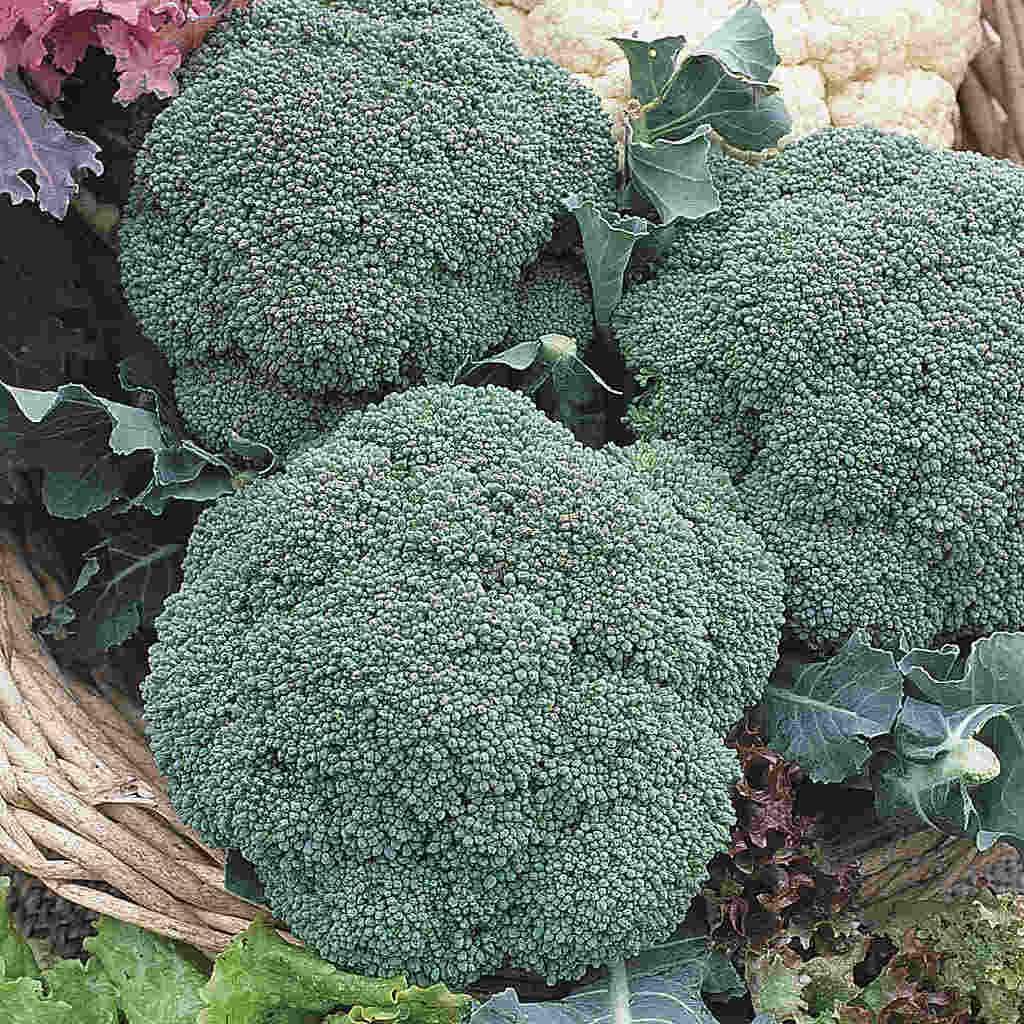 Broccoli Imperial - McKenzie Seeds
