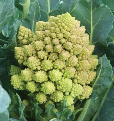 Broccoli Natalino - West Coast Seeds