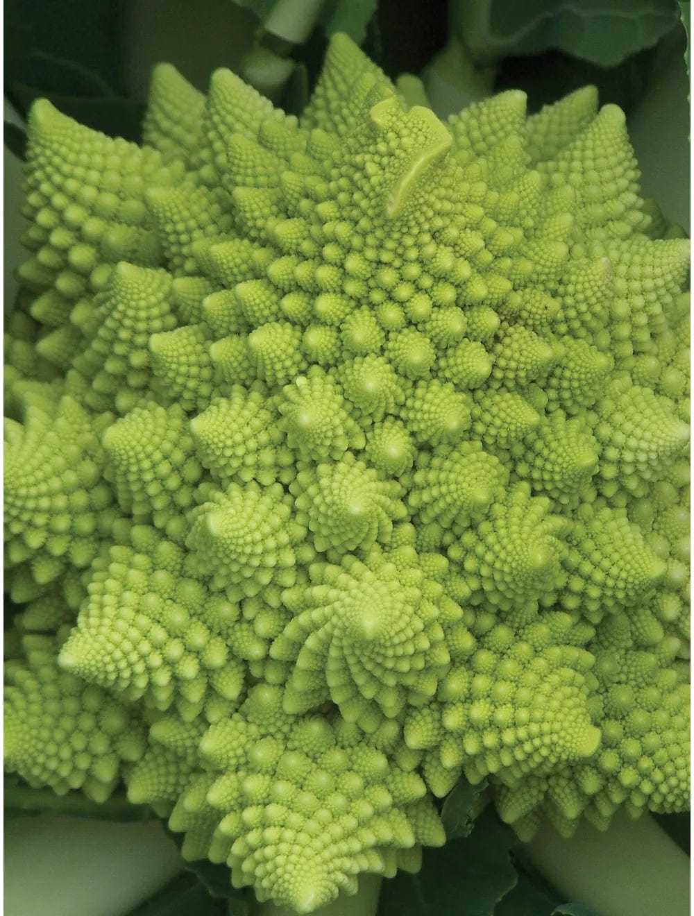 Broccoli Romanesco - Burpee Seeds