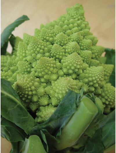 Broccoli Romanesco - Burpee Seeds
